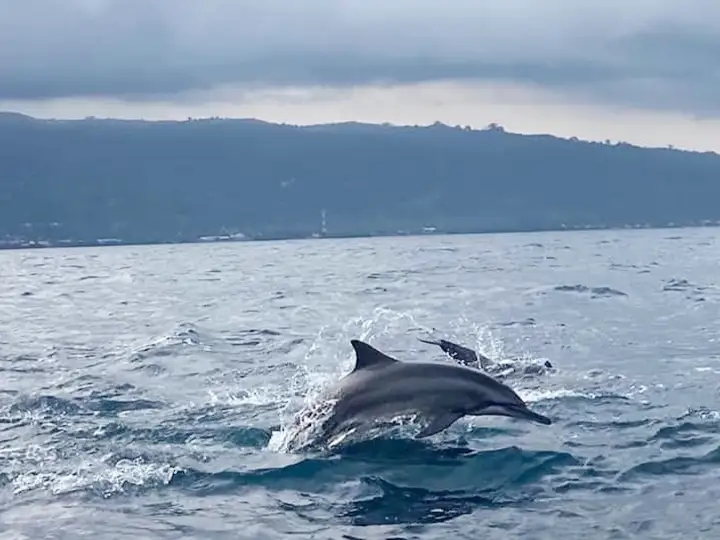 Dolphin Watching at Lovina